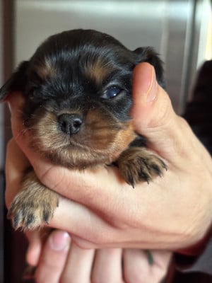 Les chiots de Cavalier King Charles Spaniel