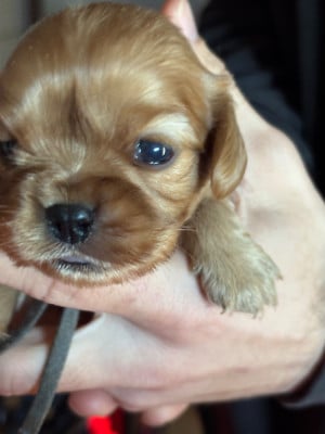 Les chiots de Cavalier King Charles Spaniel