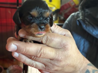 Les chiots de Cavalier King Charles Spaniel