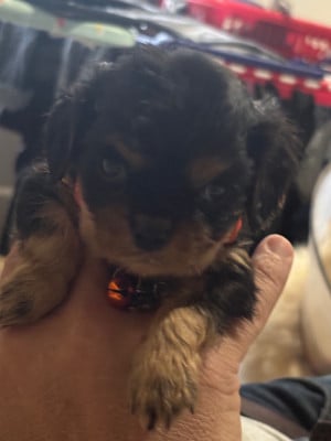 Les chiots de Cavalier King Charles Spaniel