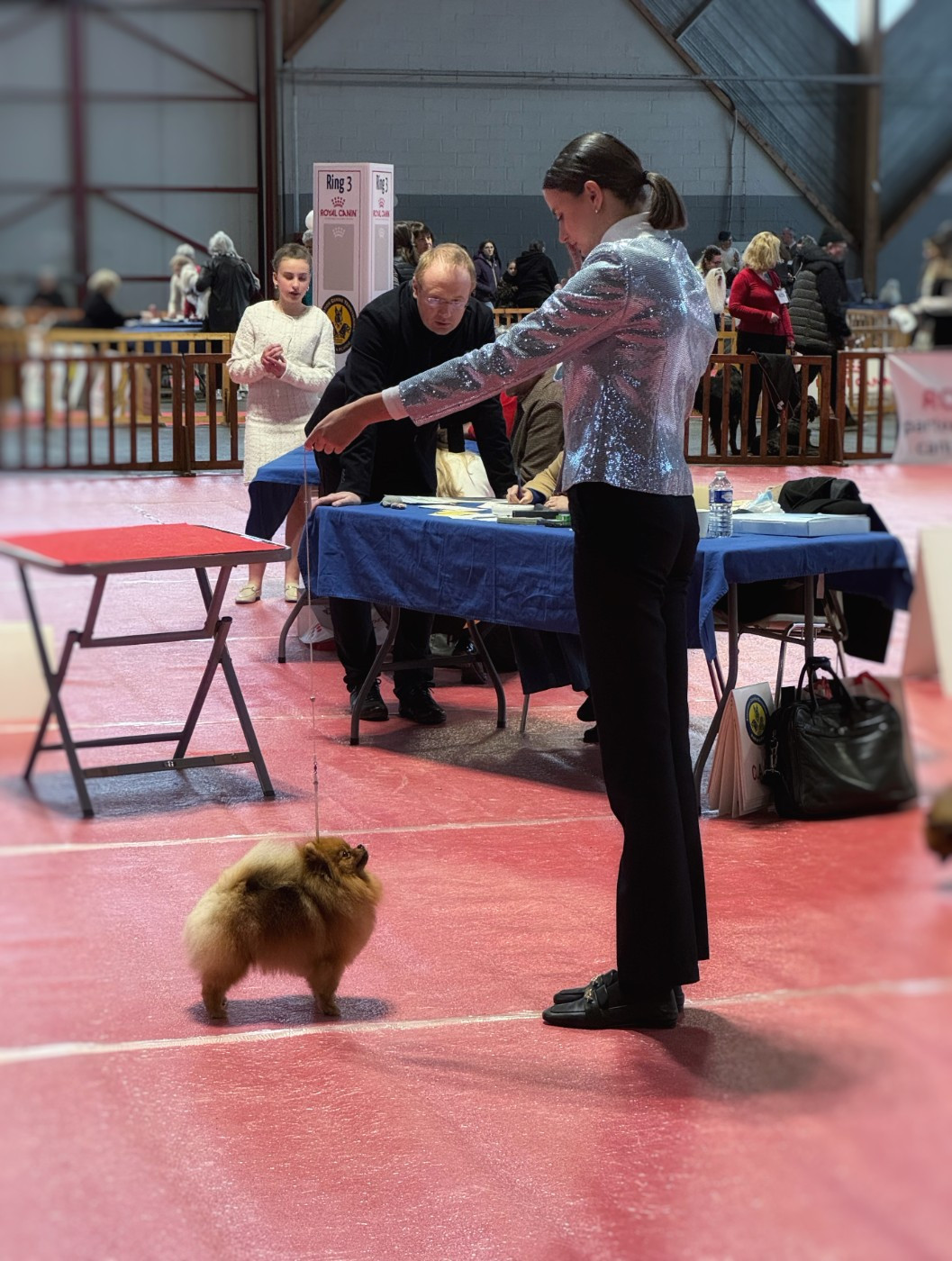 CH. tauro Belma - 1er EXELLENT + CAC + Meilleur de race