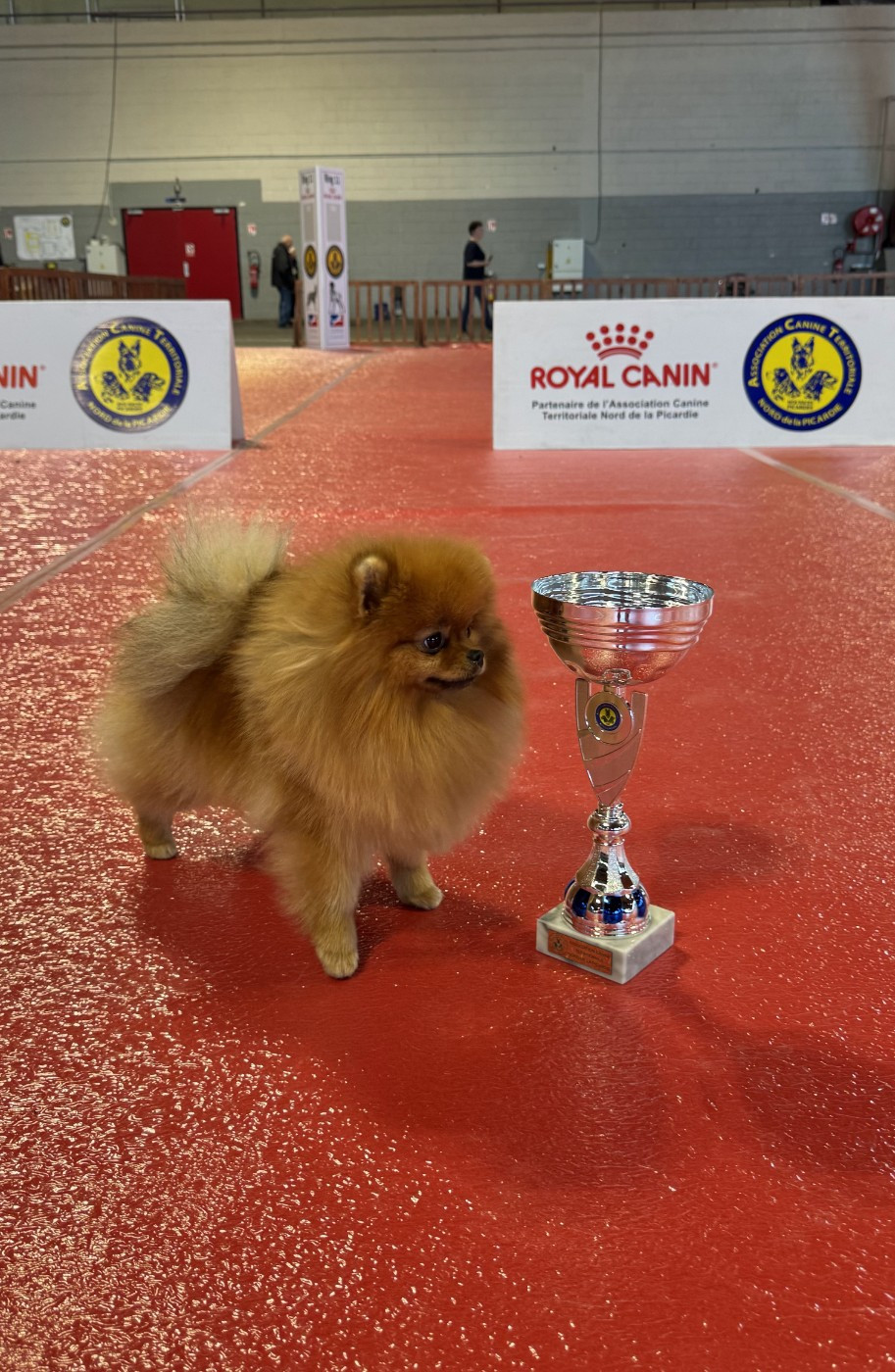 CH. tauro Belma - 1ere EXELLENTE + CAC