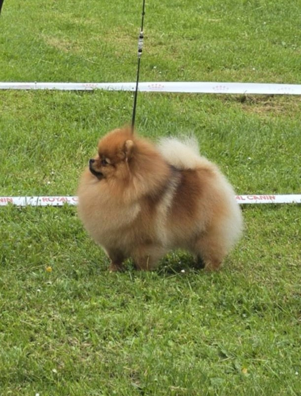 CH. tauro Belma - 1ere EXELLENTE + CAC