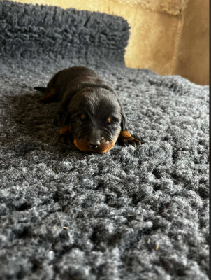 Les chiots de Berger de Beauce