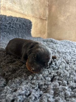 Les chiots de Berger de Beauce