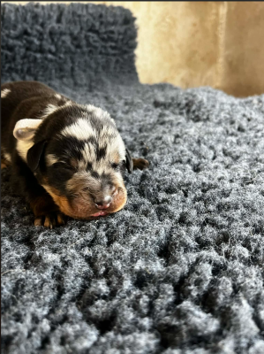 Les chiots de Berger de Beauce