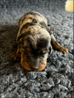 Les chiots de Berger de Beauce