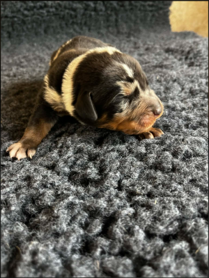 Les chiots de Berger de Beauce