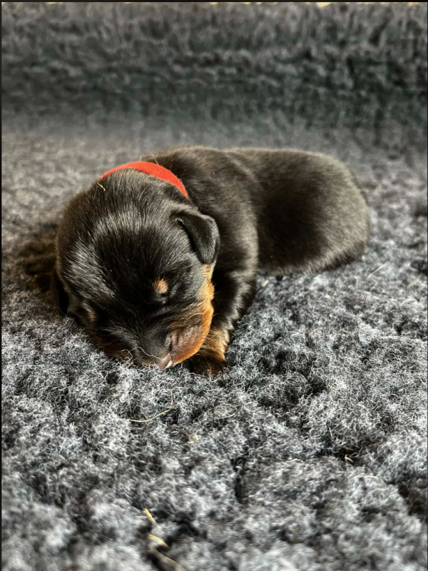 Berger de Beauce - De La Plaine Des Eoliennes