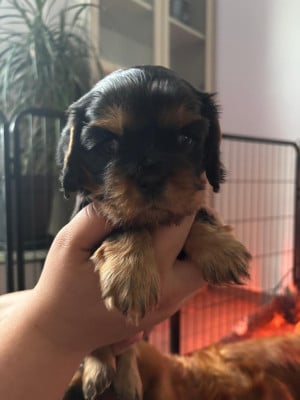 Les chiots de Cavalier King Charles Spaniel