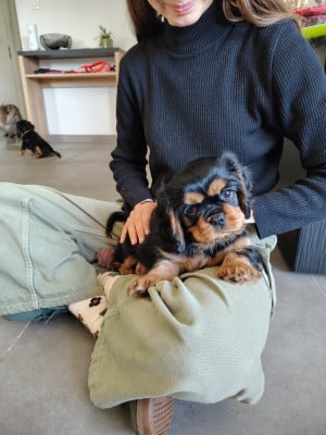 Les chiots de Cavalier King Charles Spaniel