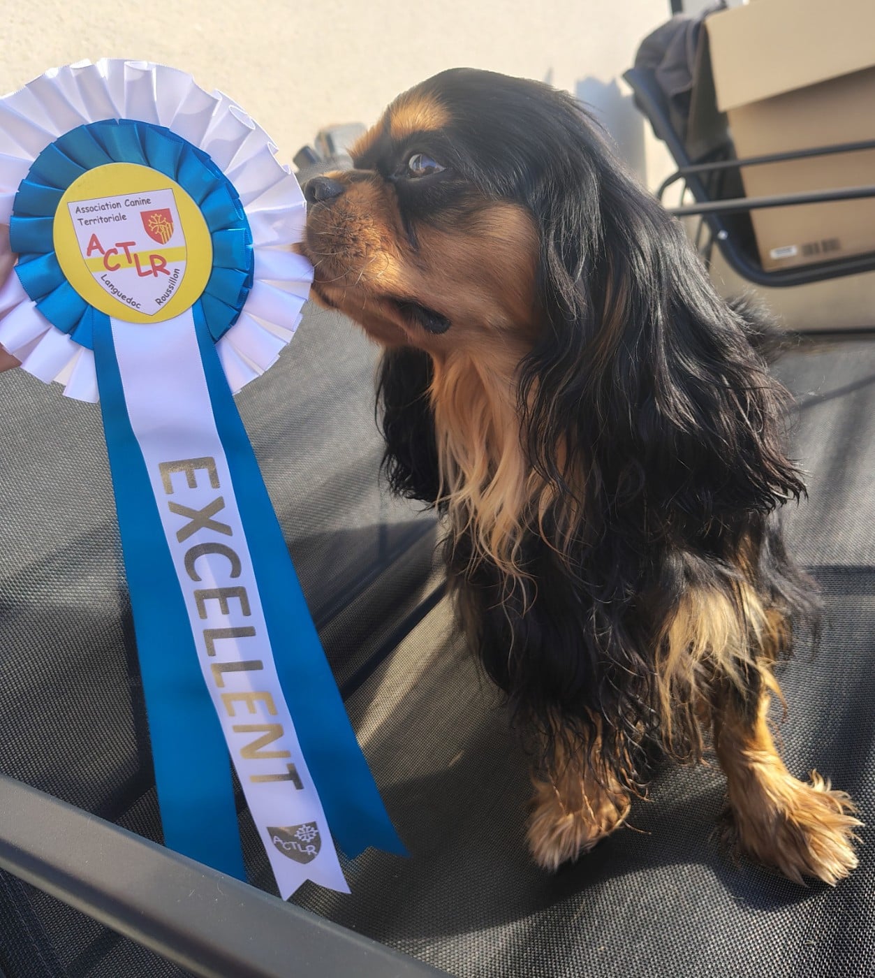 Very good trip Of Sweet Little Kings - 1er excellent