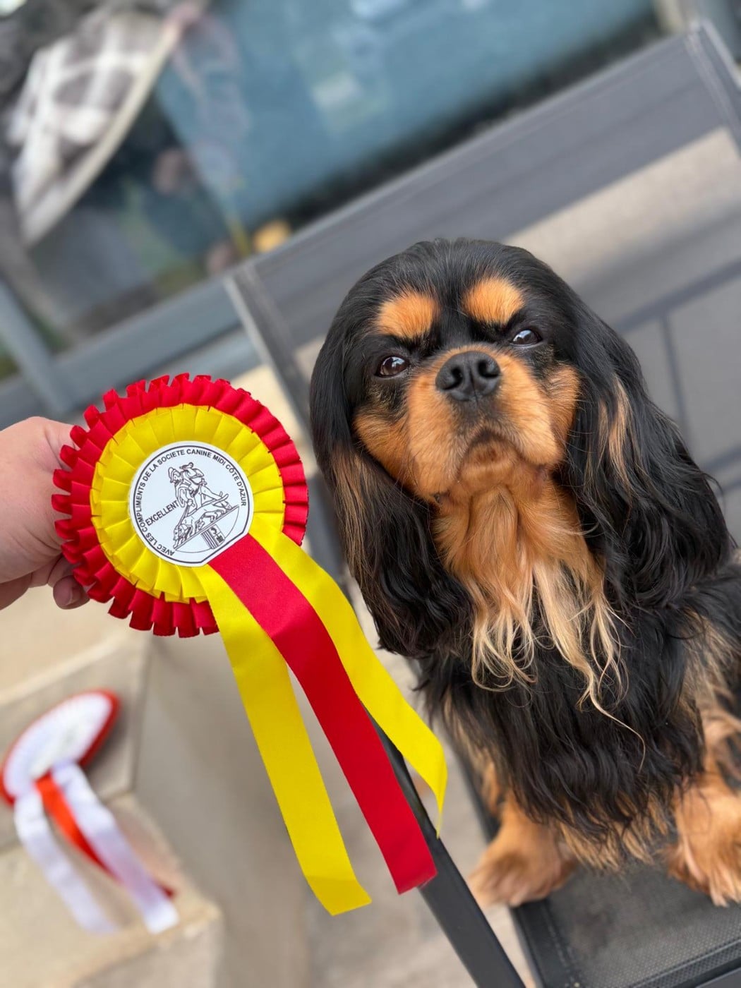 Very good trip Of Sweet Little Kings - 1er excellent