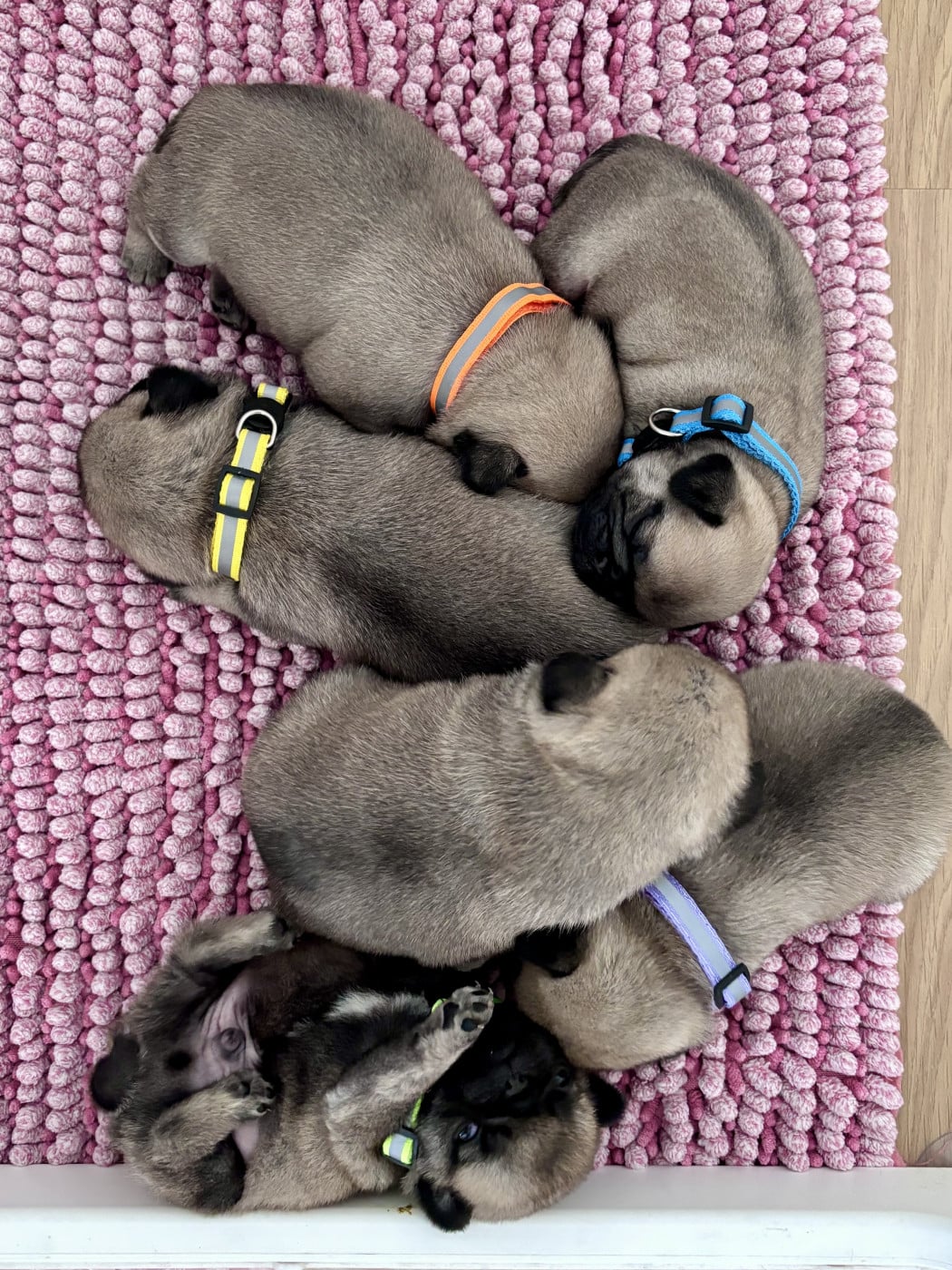 Chiot Carlin