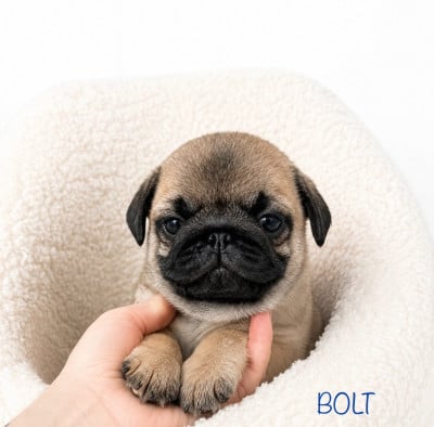 Les chiots de Carlin
