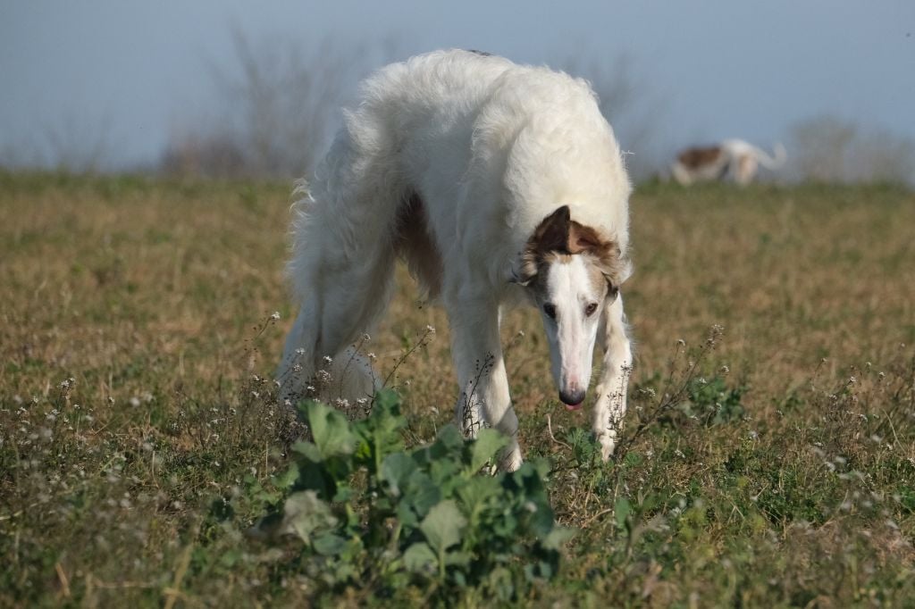 Versailles Du grand fresnoy