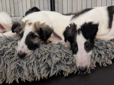 Au Prince Royal Du Boléro