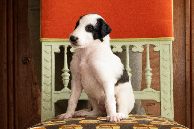 Les chiots de Barzoi