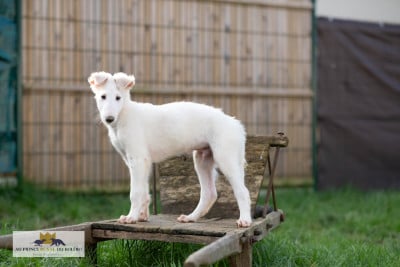 Les chiots de Barzoi
