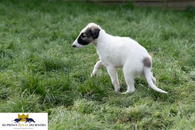 Les chiots de Barzoi