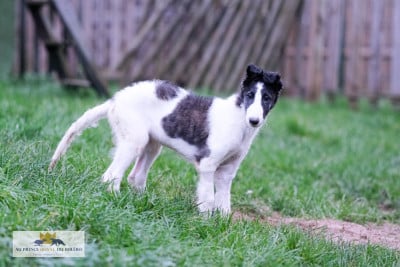 Les chiots de Barzoi