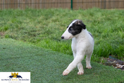 Les chiots de Barzoi