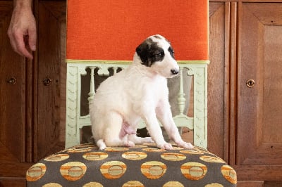 Les chiots de Barzoi