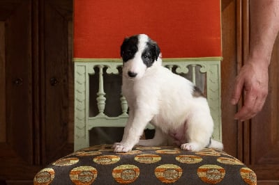 Les chiots de Barzoi