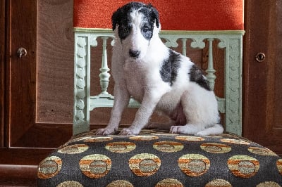 Les chiots de Barzoi