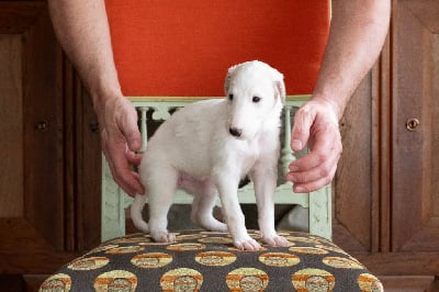 Les chiots de Barzoi