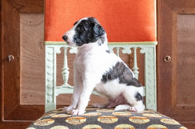 Les chiots de Barzoi