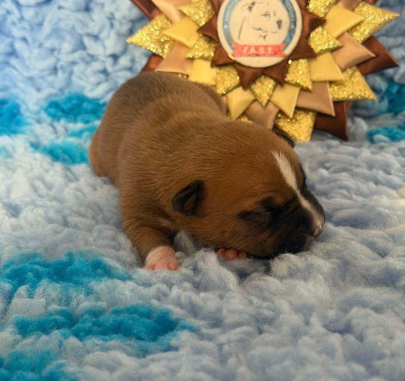 BOWSER