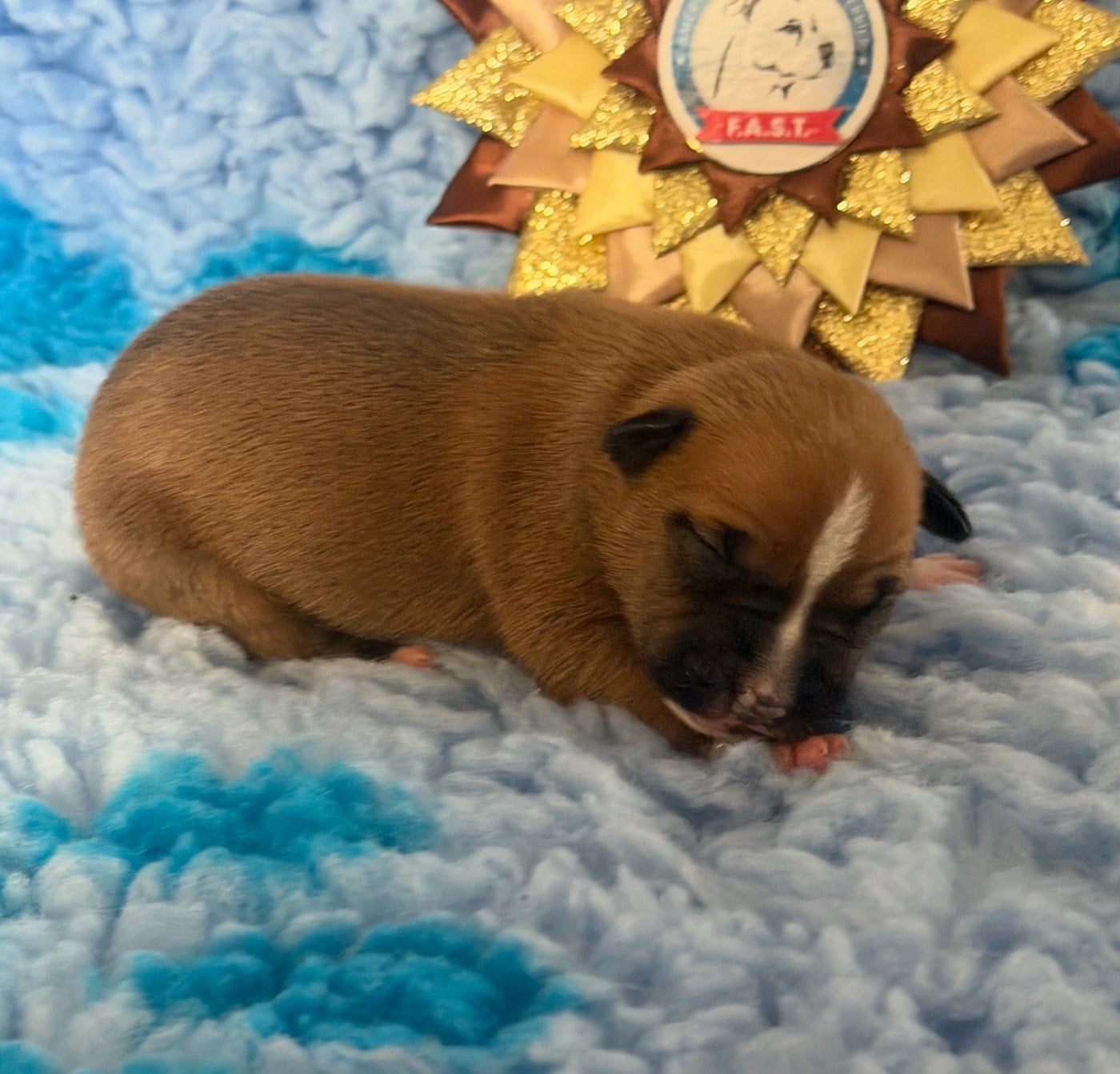 BOWSER