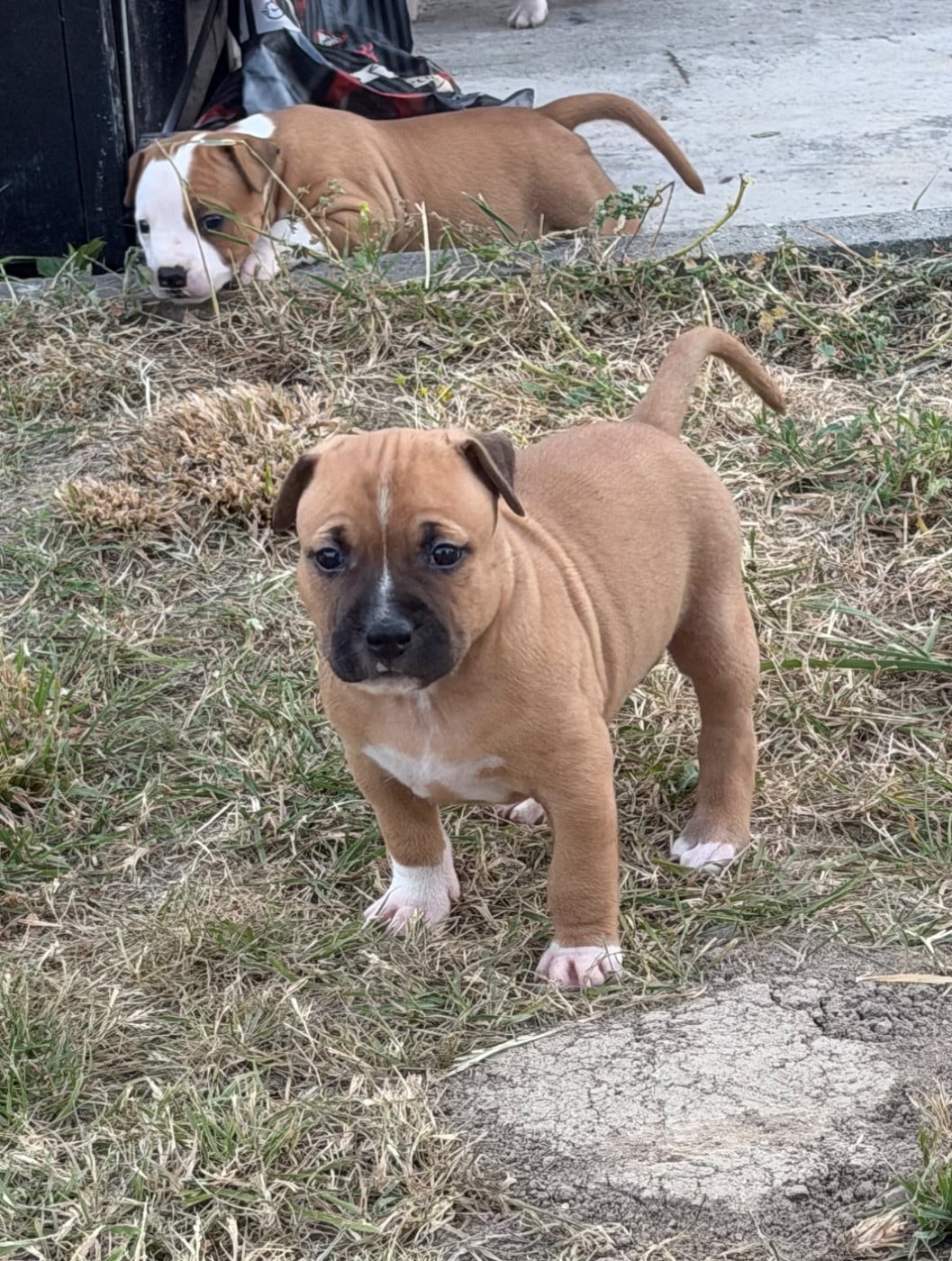 BOWSER