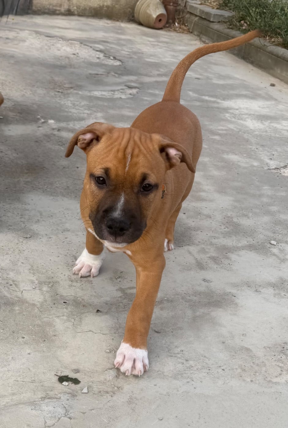 American Staffordshire Terrier - Des Fauves Du Petit Mas