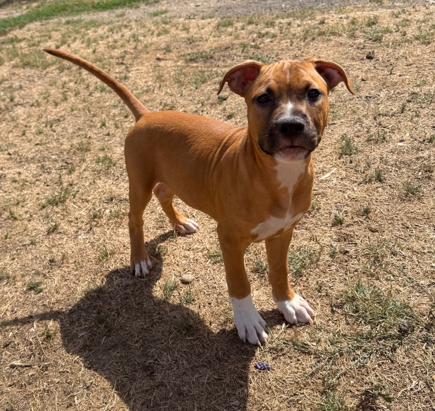 American Staffordshire Terrier - Des Fauves Du Petit Mas