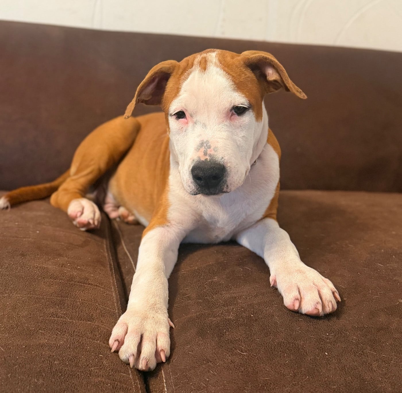 American Staffordshire Terrier - Des Fauves Du Petit Mas