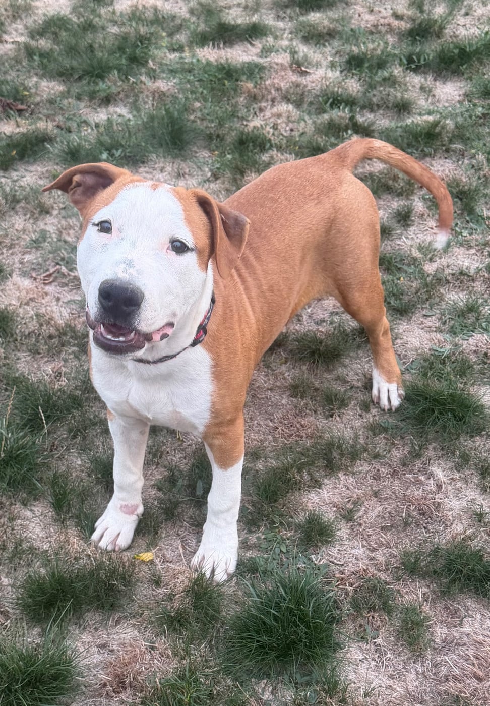 American Staffordshire Terrier - Des Fauves Du Petit Mas