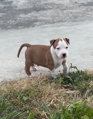 Les chiots de American Staffordshire Terrier
