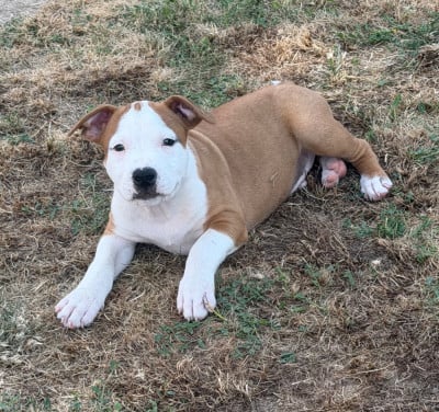 Les chiots de American Staffordshire Terrier