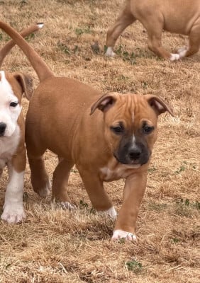 Les chiots de American Staffordshire Terrier