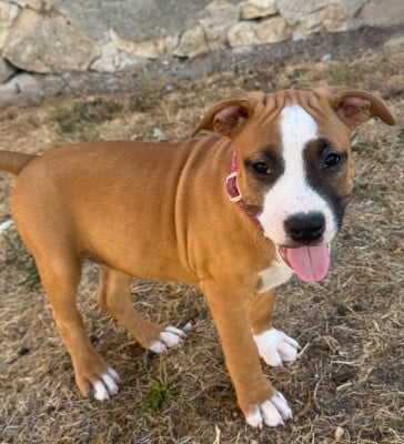Les chiots de American Staffordshire Terrier