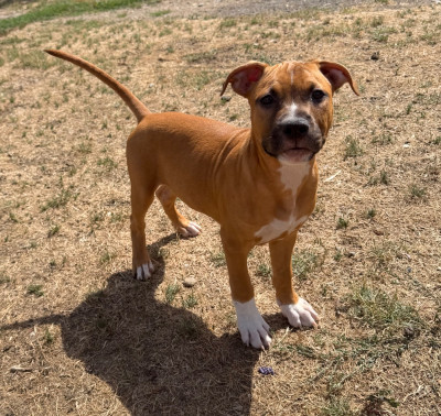 Les chiots de American Staffordshire Terrier