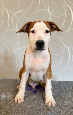 Les chiots de American Staffordshire Terrier