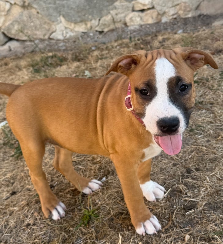 American Staffordshire Terrier - Des Fauves Du Petit Mas