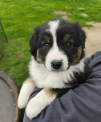 Les chiots de Berger Australien