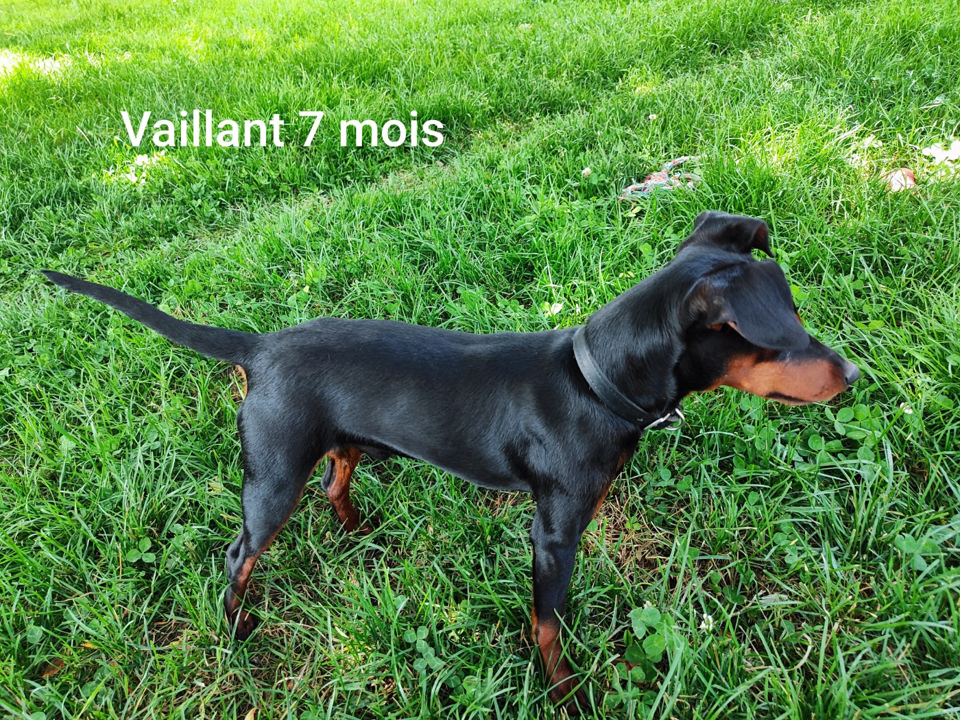 Vti (dit vaillant) (Sans Affixe)