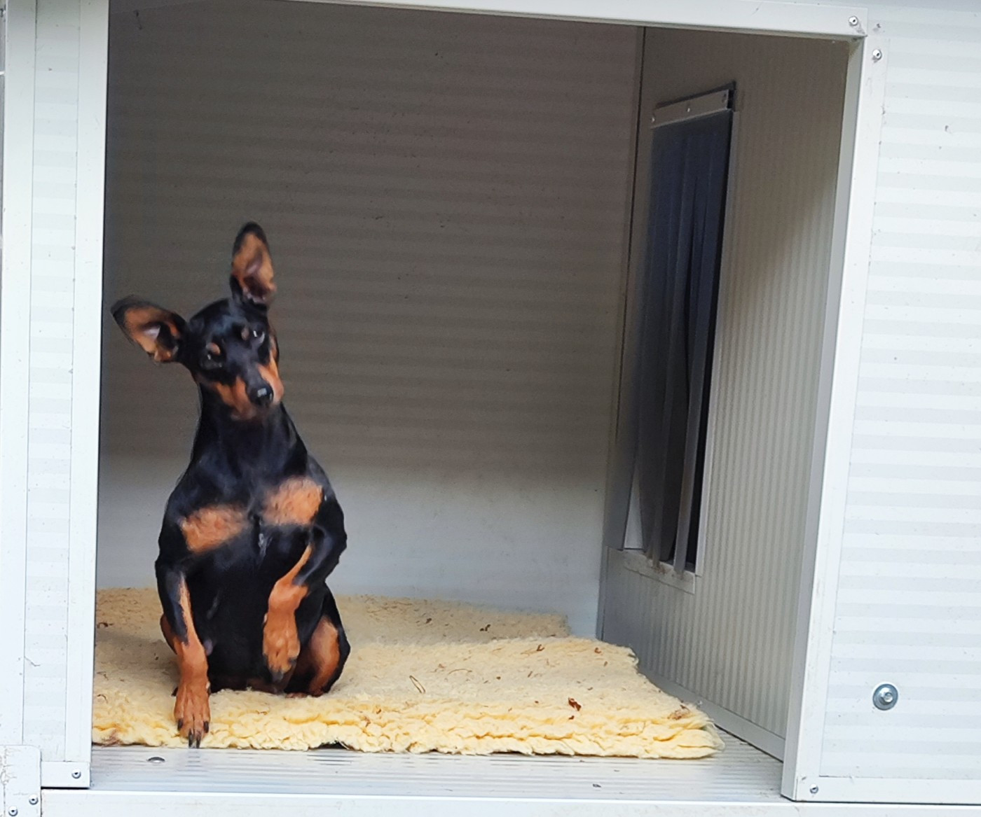 Publication : Des Pinschouns Du Poucouron Auteur : Muriel Bonaldo