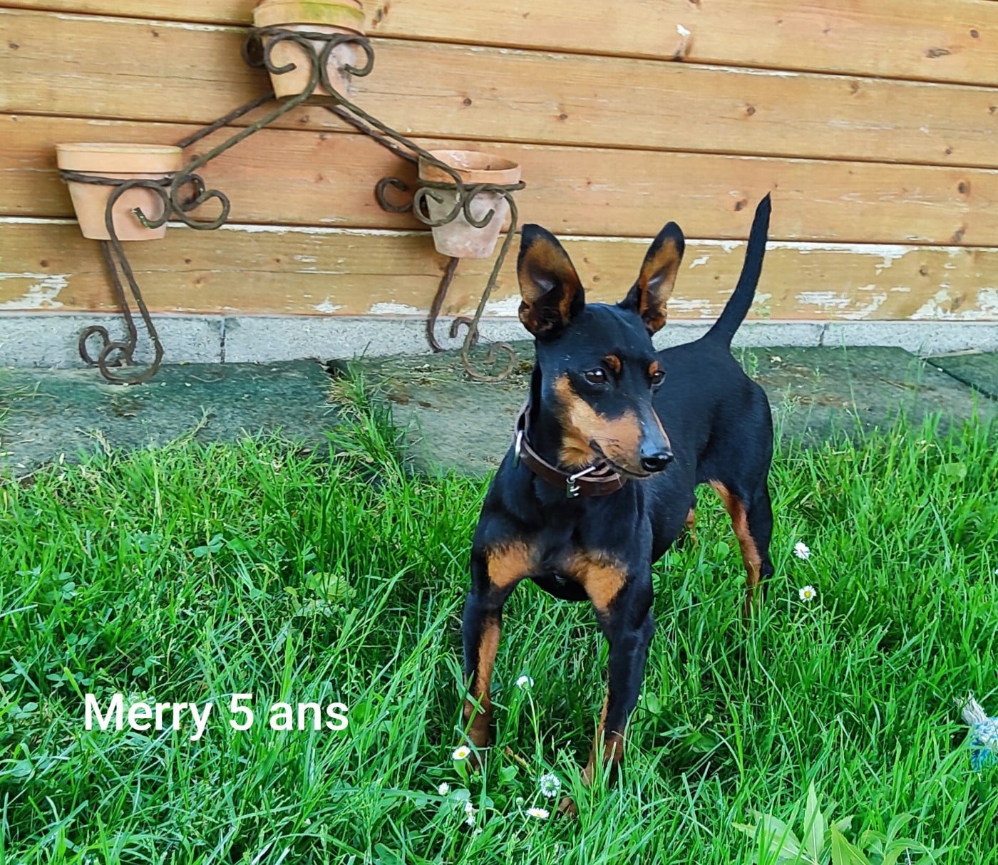 Publication : Des Pinschouns Du Poucouron Auteur : Muriel Bonaldo