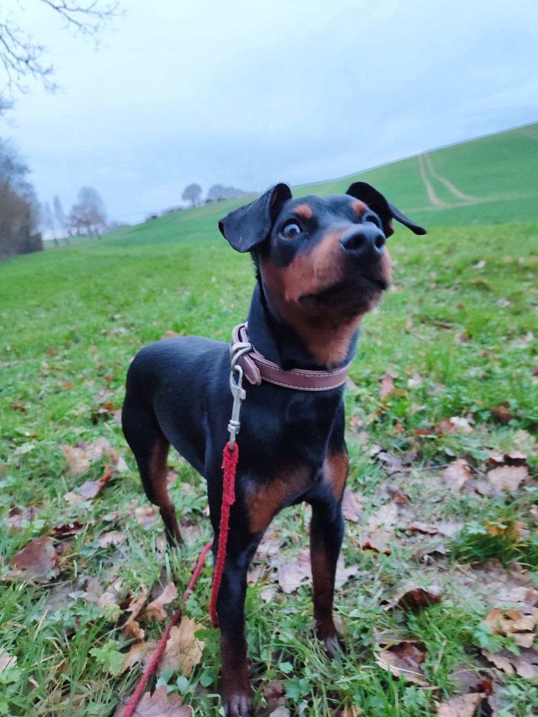 Vti (dit vaillant) (Sans Affixe)